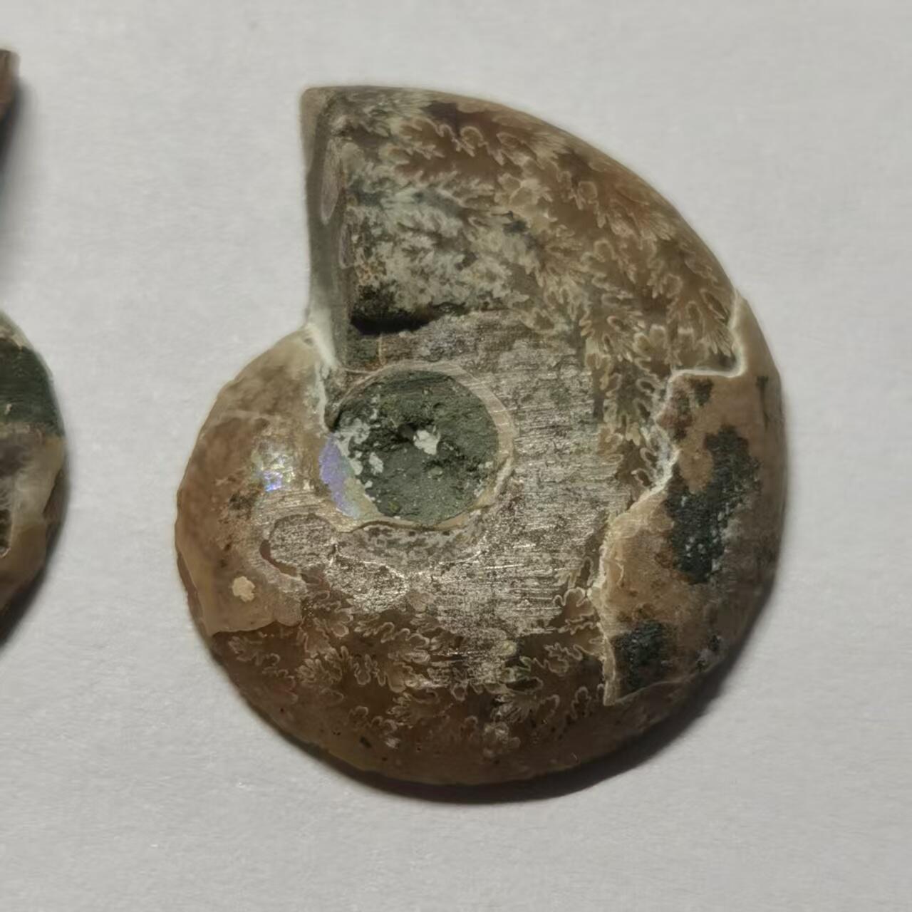 七河·水晶矿标化石杂件小拍（总第43期）（周四结标） 藏家出品X799（4）马达加斯加中生代菊石化石对开品