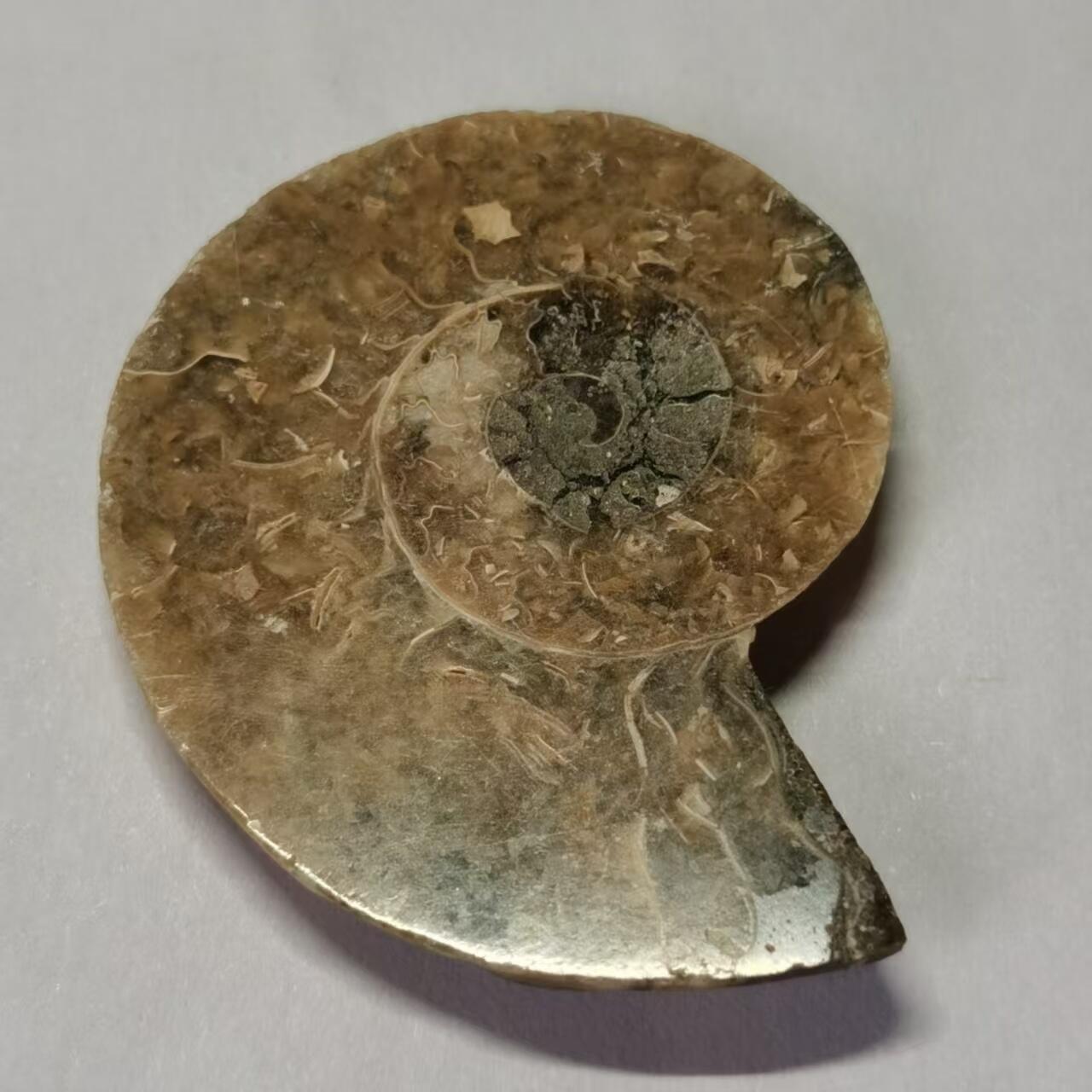 七河·水晶矿标化石杂件小拍（总第43期）（周四结标） 藏家出品 X766（4）马达加斯加中生代菊石化石切片一件 