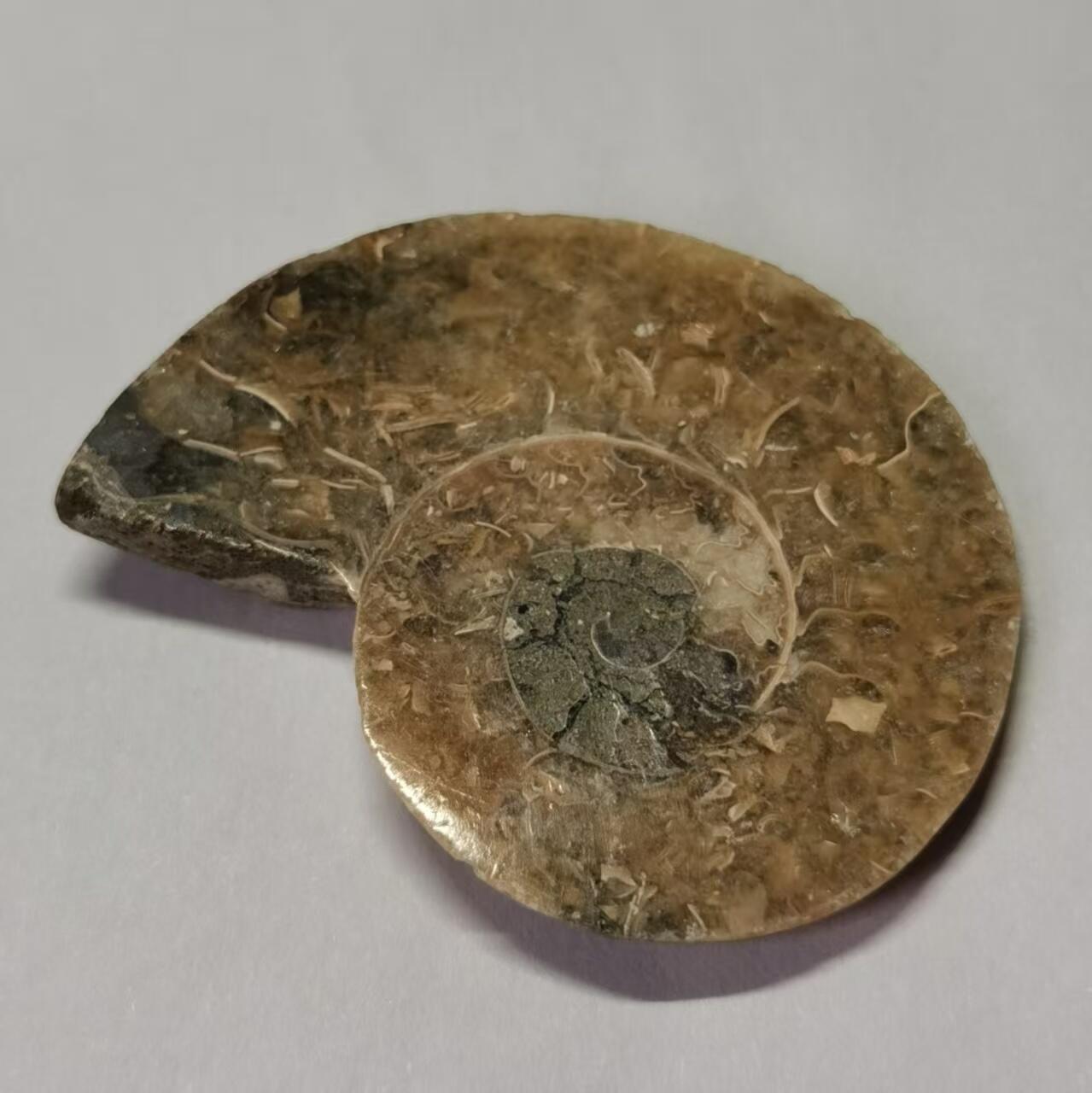 七河·水晶矿标化石杂件小拍（总第43期）（周四结标） 藏家出品 X766（4）马达加斯加中生代菊石化石切片一件 