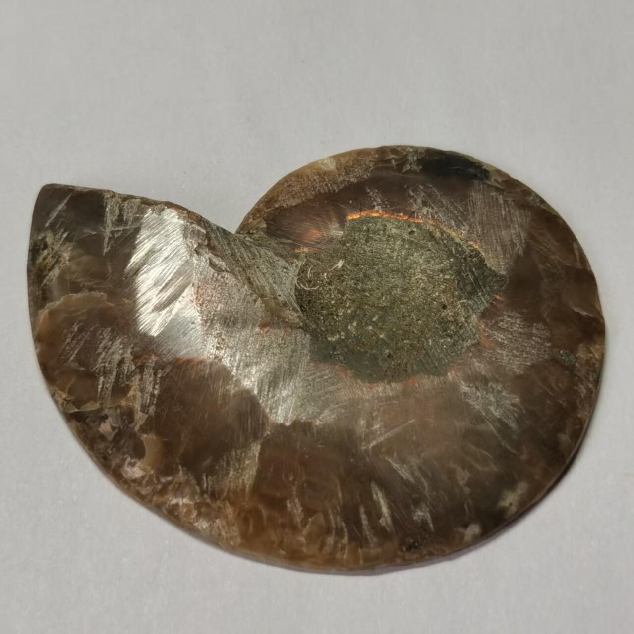 七河·水晶矿标化石杂件小拍（总第43期）（周四结标） 藏家出品 X766（4）马达加斯加中生代菊石化石切片一件 