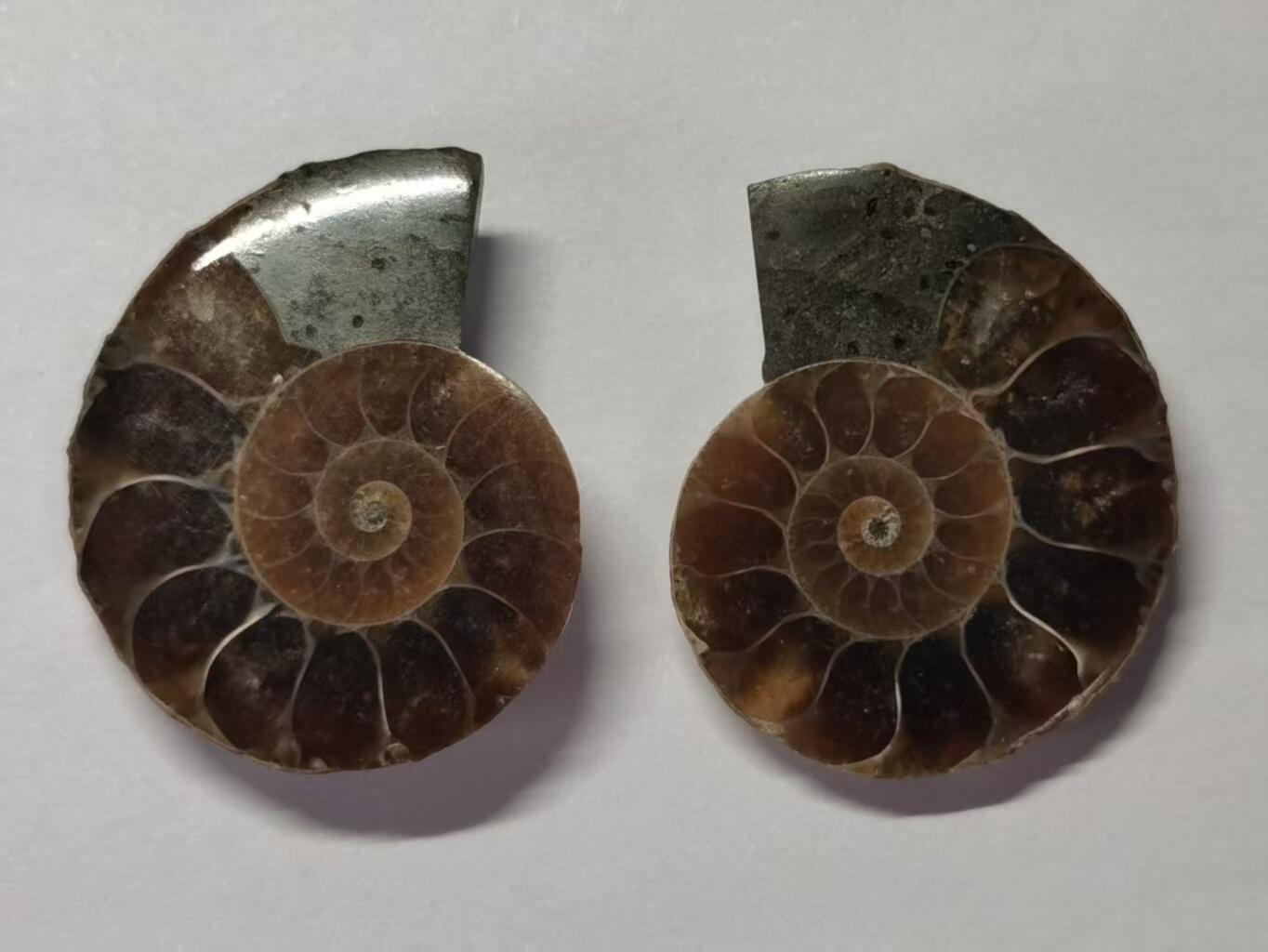 七河·水晶矿标化石杂件小拍（总第43期）（周四结标） 藏家出品X787（5）马达加斯加中生代菊石化石对开品