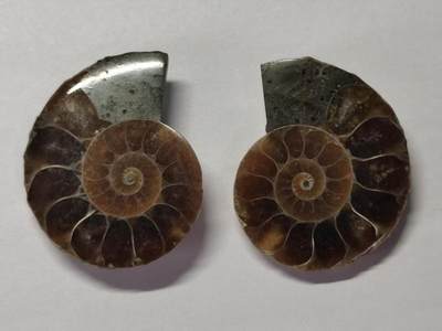 七河·水晶矿标化石杂件小拍（总第43期）（周四结标） - 藏家出品X787（5）马达加斯加中生代菊石化石对开品