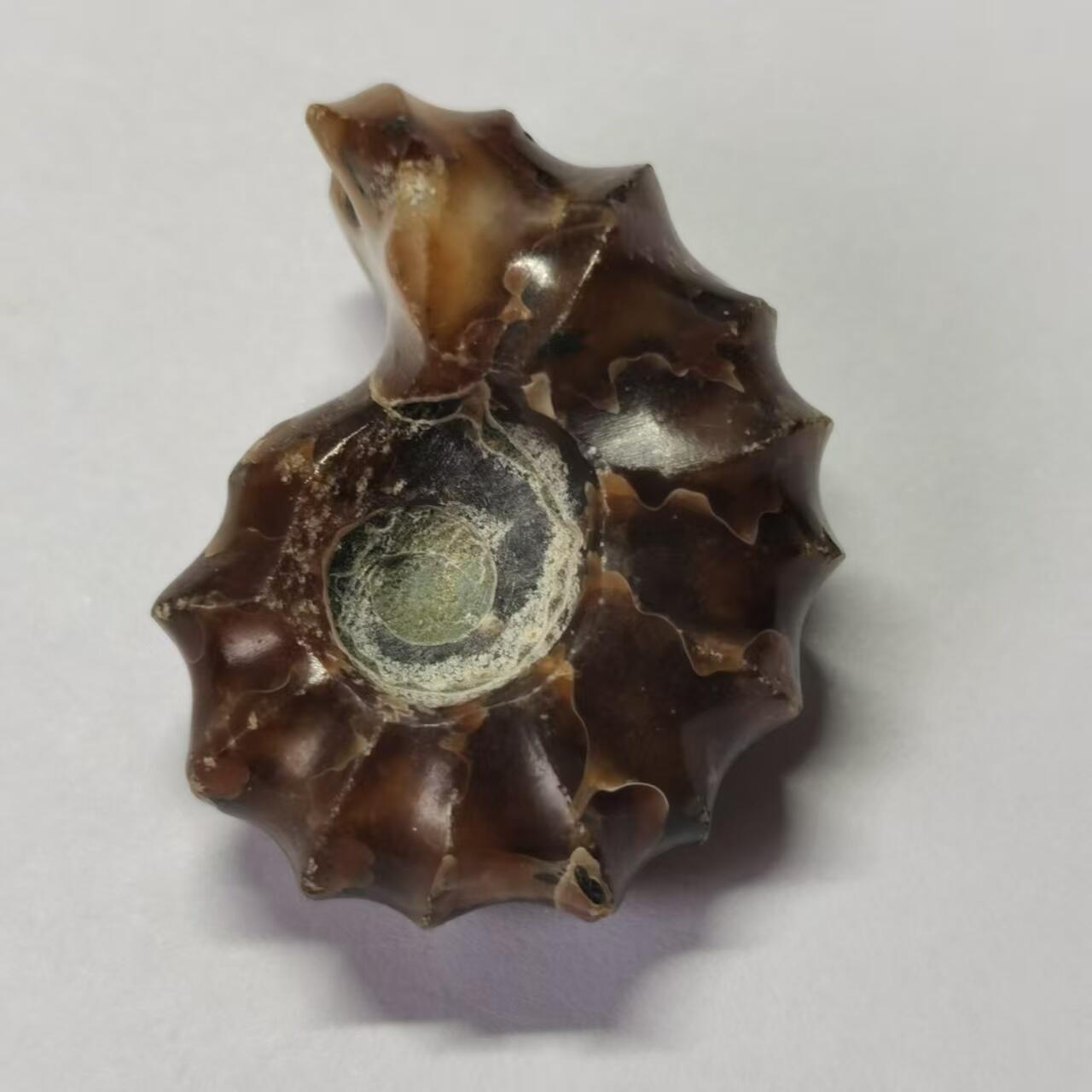 七河·水晶矿标化石杂件小拍（总第43期）（周四结标） 藏家出品X791（9）马达加斯加中生代白垩纪羊角螺菊石化石