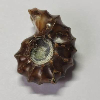 七河·水晶矿标化石杂件小拍（总第43期）（周四结标） - 藏家出品X791（9）马达加斯加中生代白垩纪羊角螺菊石化石