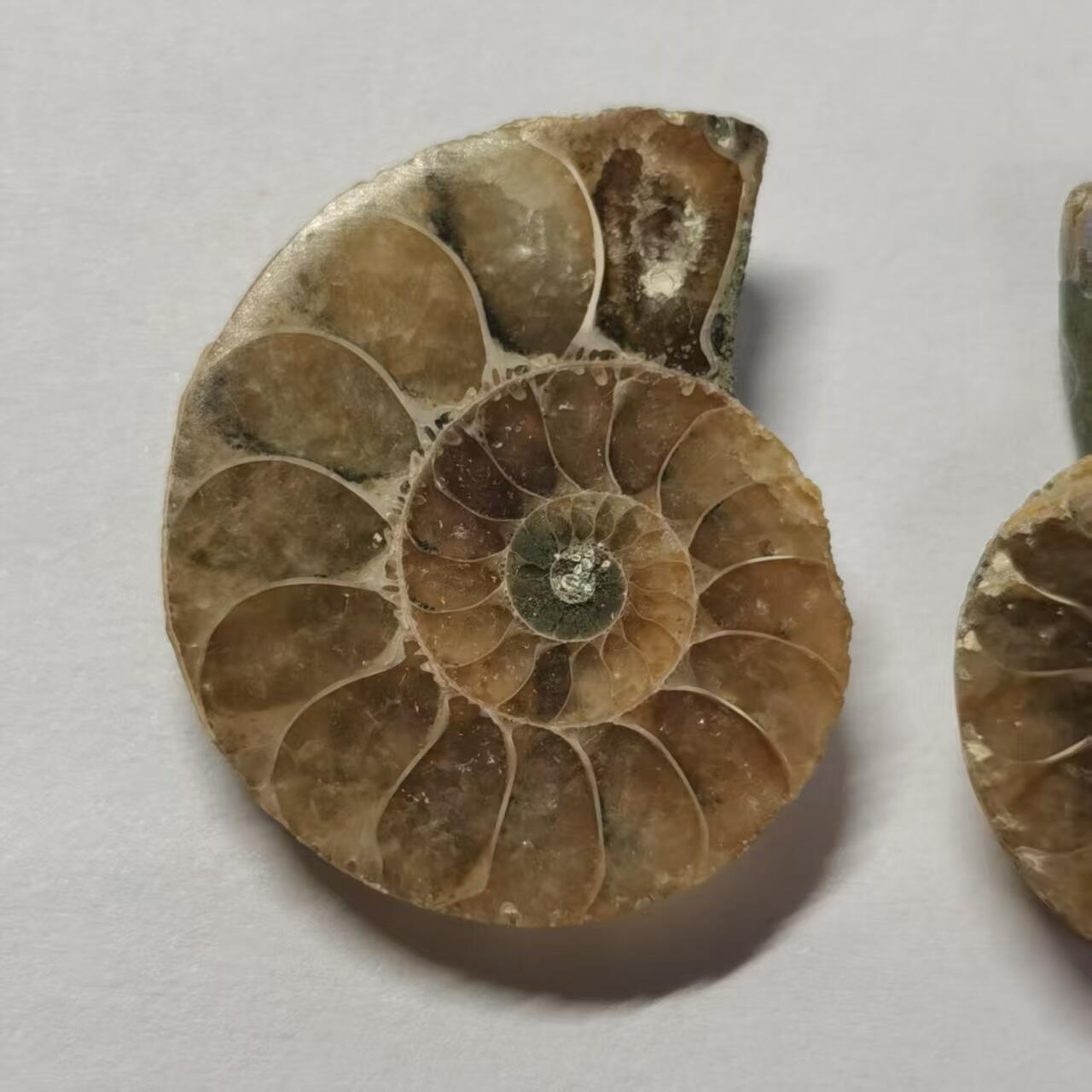 七河·水晶矿标化石杂件小拍（总第43期）（周四结标） 藏家出品X799（4）马达加斯加中生代菊石化石对开品