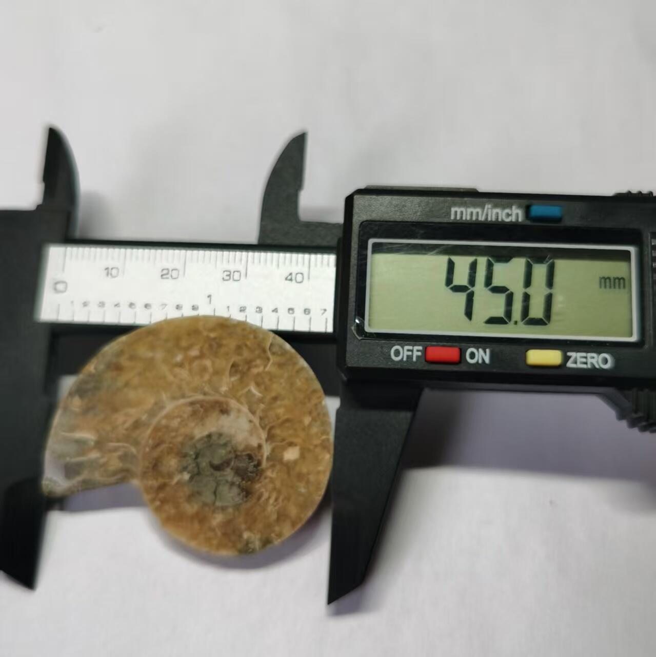 七河·水晶矿标化石杂件小拍（总第43期）（周四结标） 藏家出品 X766（4）马达加斯加中生代菊石化石切片一件 