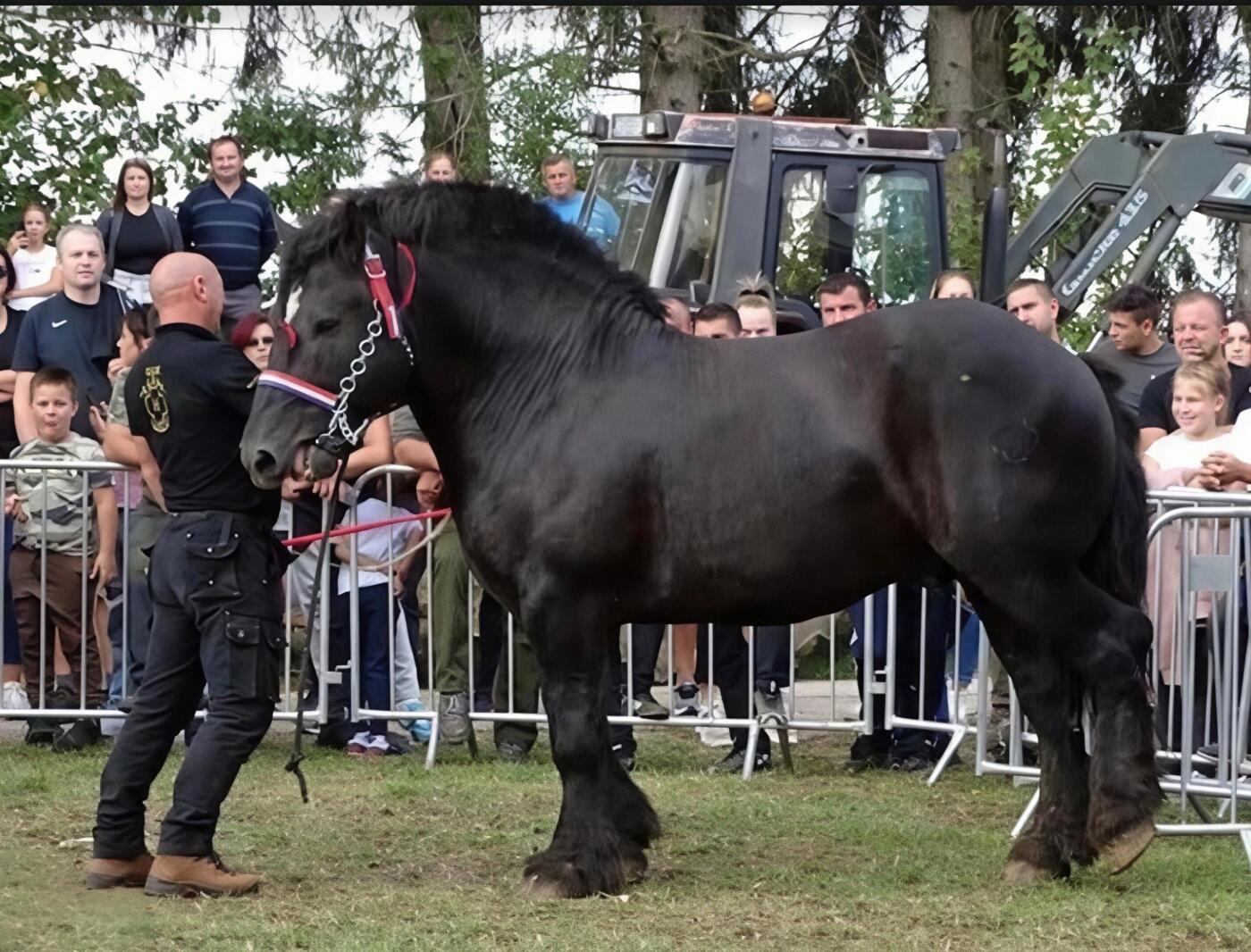 【俄甄集藏】2026年(050)04-01星期三 晚 19:30 全场包邮 克罗地亚2025年本土物种系列-寒地马4欧元精制大银币，原盒证，重31.103克，999银，发行量1500枚，少见