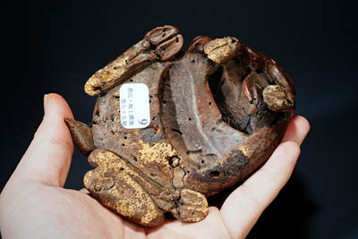 上海都达杂项专场103【全场包邮】  清代老黄杨木精雕《硕果累累》摆件95-6