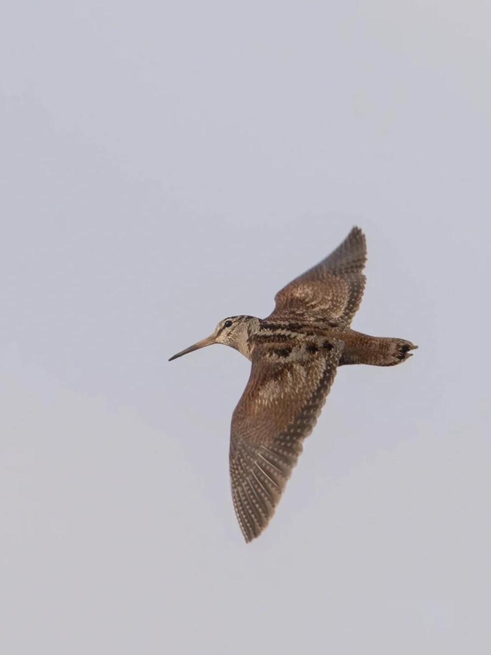 【俄甄集藏】2026年(050)04-01星期三 晚 19:30 全场包邮 爱尔兰1953年丘鹬1/4便士铜币，NGC MS65RB，原铜色，转光品相