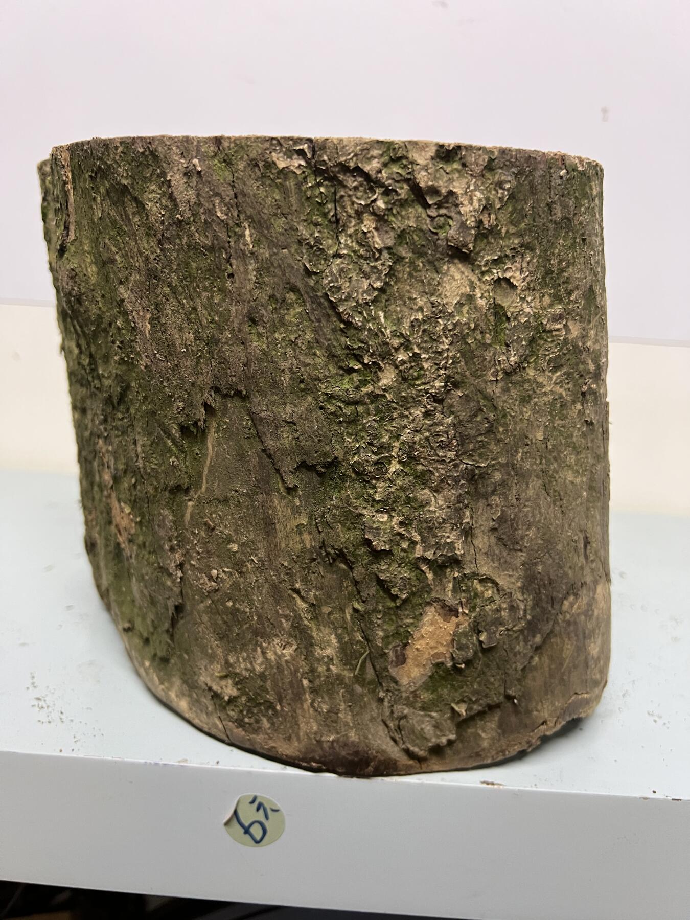 零元拍： 虫花金丝楠（无字天书） 原木 风水柱 横财（材）带皮， 这虫纹的金丝楠 大自然的鬼斧神工啊 画都画不出来，尺寸：47/10CM，抛光后金灿灿满香。