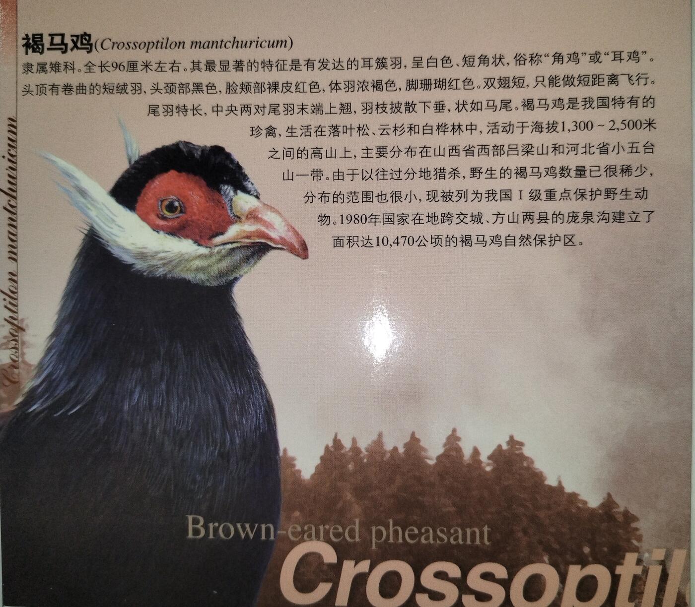 1998年珍惜野生动物褐马鸡纪念币，康银阁装帧，发行量60万枚，银行原封包拆绝品！按图发货！