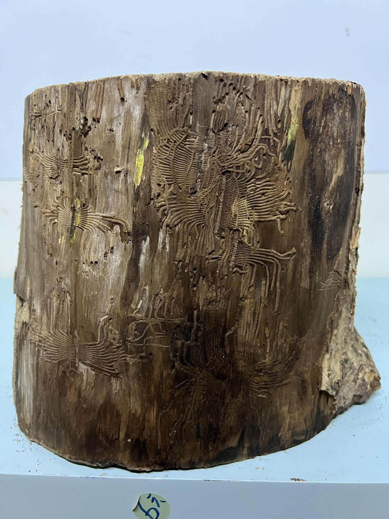 零元拍： 虫花金丝楠（无字天书） 原木 风水柱 横财（材）带皮， 这虫纹的金丝楠 大自然的鬼斧神工啊 画都画不出来，尺寸：47/10CM，抛光后金灿灿满香。