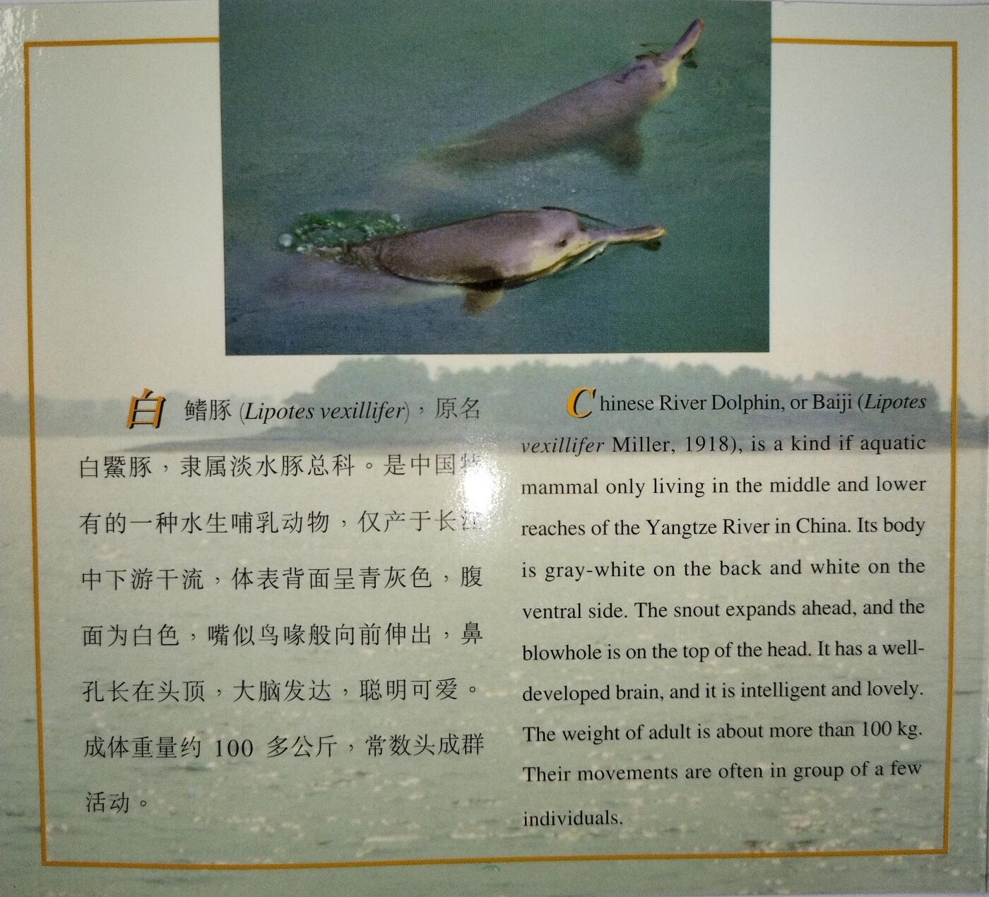 1996年白鳍豚纪念币，康银阁装帧卡册，紫铜合金，面值5元，中国人民银行发行，沈阳造币厂，限量58万套，每套一枚。币面干净，边齿完整，收藏佳品！按图发货。