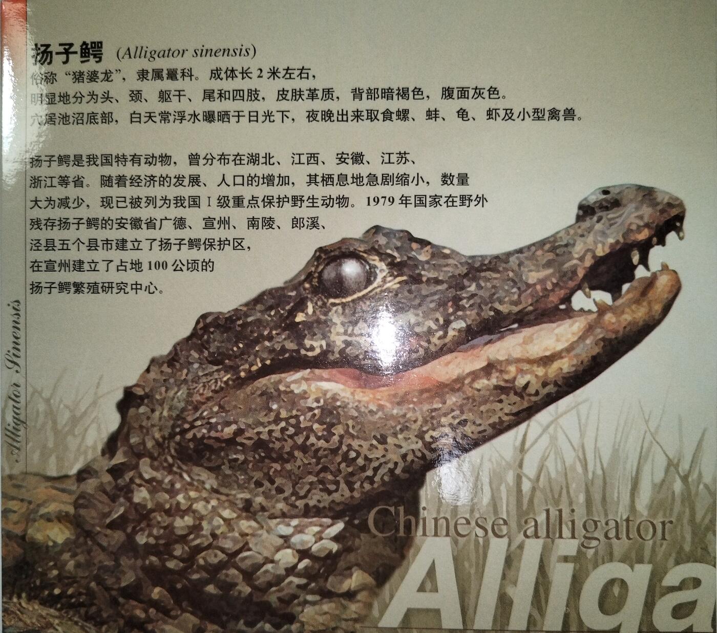 1998年珍惜野生动物扬子鳄纪念币，康银阁装帧，发行量60万枚，银行原封包拆绝品！按图发货！