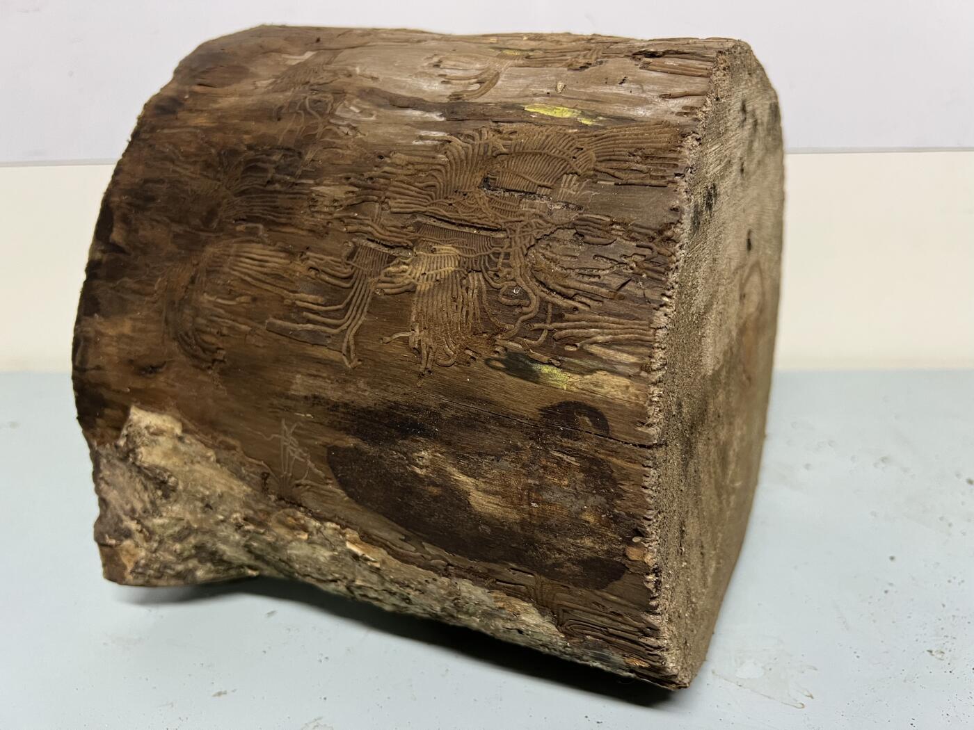 零元拍： 虫花金丝楠（无字天书） 原木 风水柱 横财（材）带皮， 这虫纹的金丝楠 大自然的鬼斧神工啊 画都画不出来，尺寸：47/10CM，抛光后金灿灿满香。