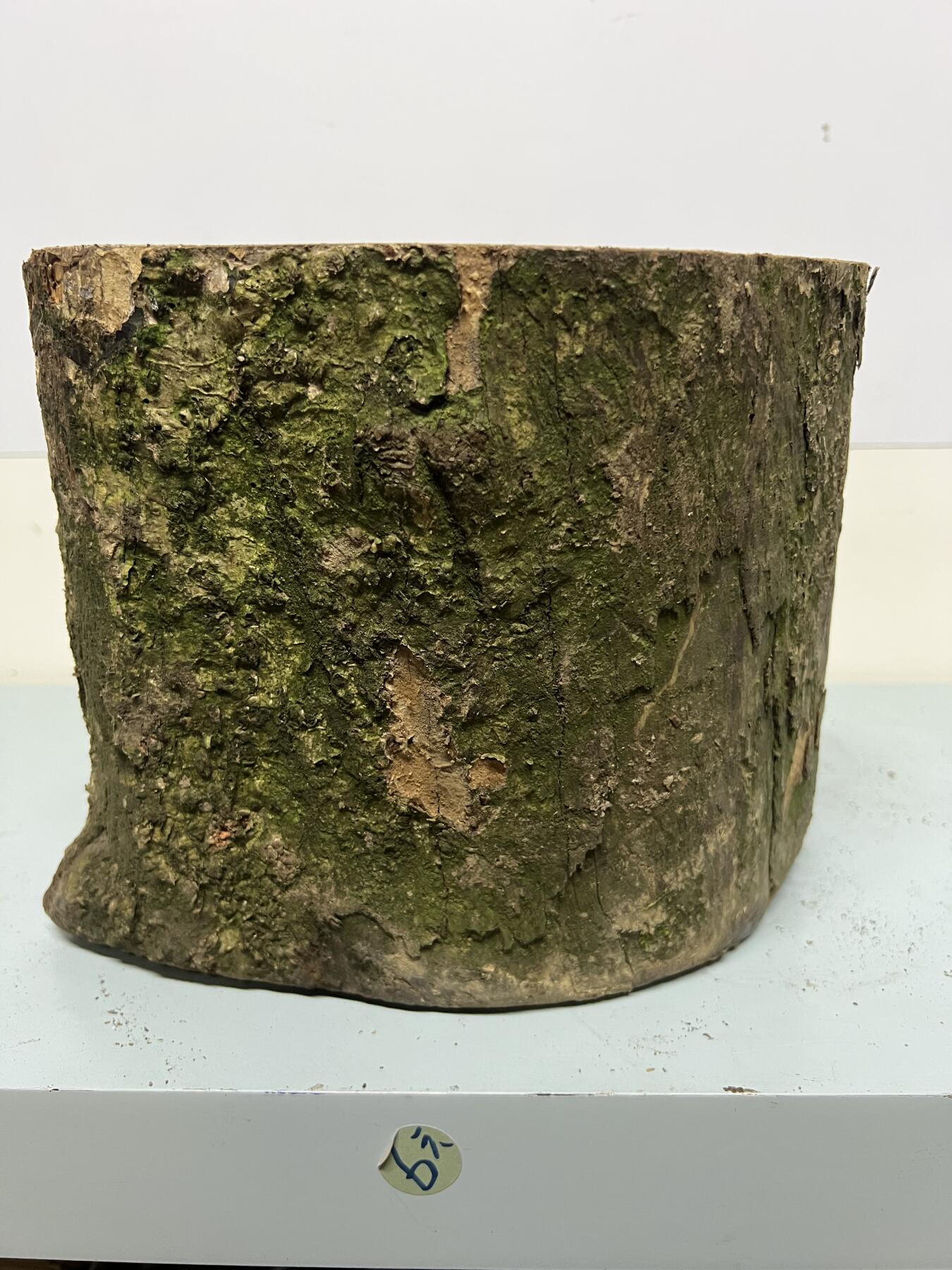 零元拍： 虫花金丝楠（无字天书） 原木 风水柱 横财（材）带皮， 这虫纹的金丝楠 大自然的鬼斧神工啊 画都画不出来，尺寸：47/10CM，抛光后金灿灿满香。