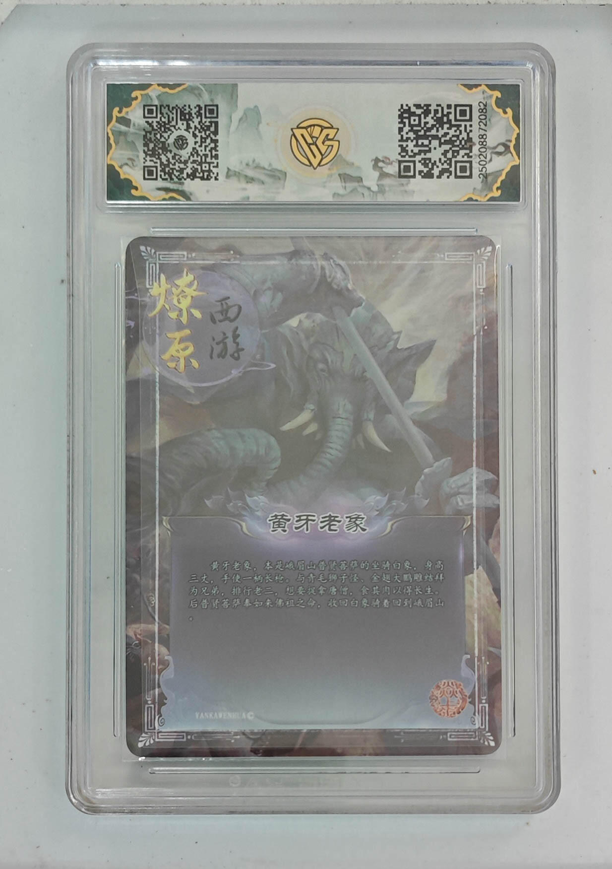 大麦马年第一场