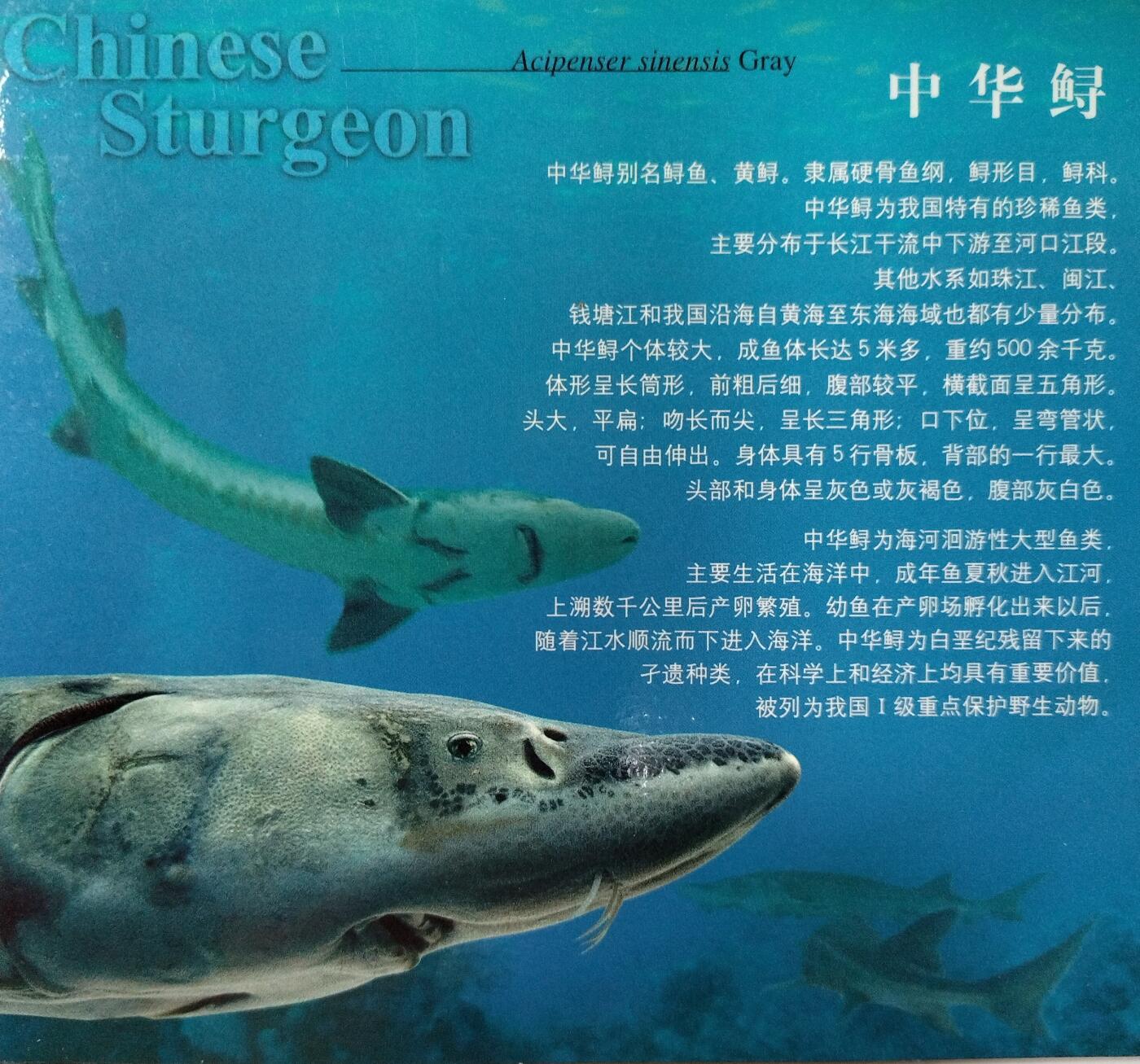 1999年中华鲟纪念币，紫铜合金，面值5元，直径32mm，重13.5g，沈阳造币厂，康银阁装帧，带证书，原装包装，品相几乎全新，币面字口清晰，保存很好。按图发货！