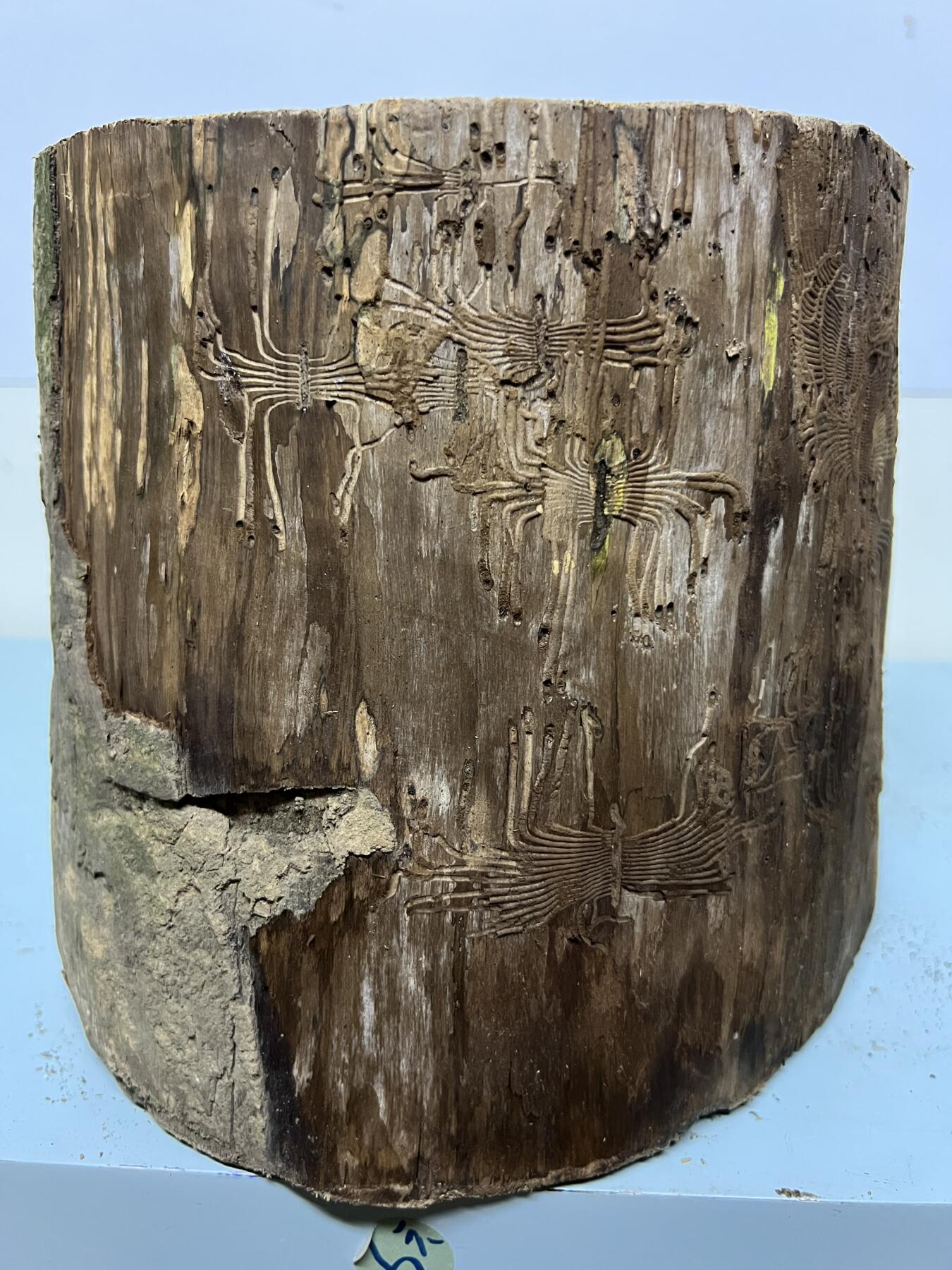 零元拍： 虫花金丝楠（无字天书） 原木 风水柱 横财（材）带皮， 这虫纹的金丝楠 大自然的鬼斧神工啊 画都画不出来，尺寸：47/10CM，抛光后金灿灿满香。