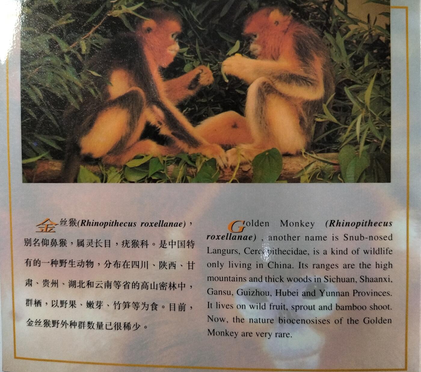 1995年珍惜野生动物金丝猴纪念币，康银阁装帧，发行量48万枚，银行原封包拆绝品！按图发货！