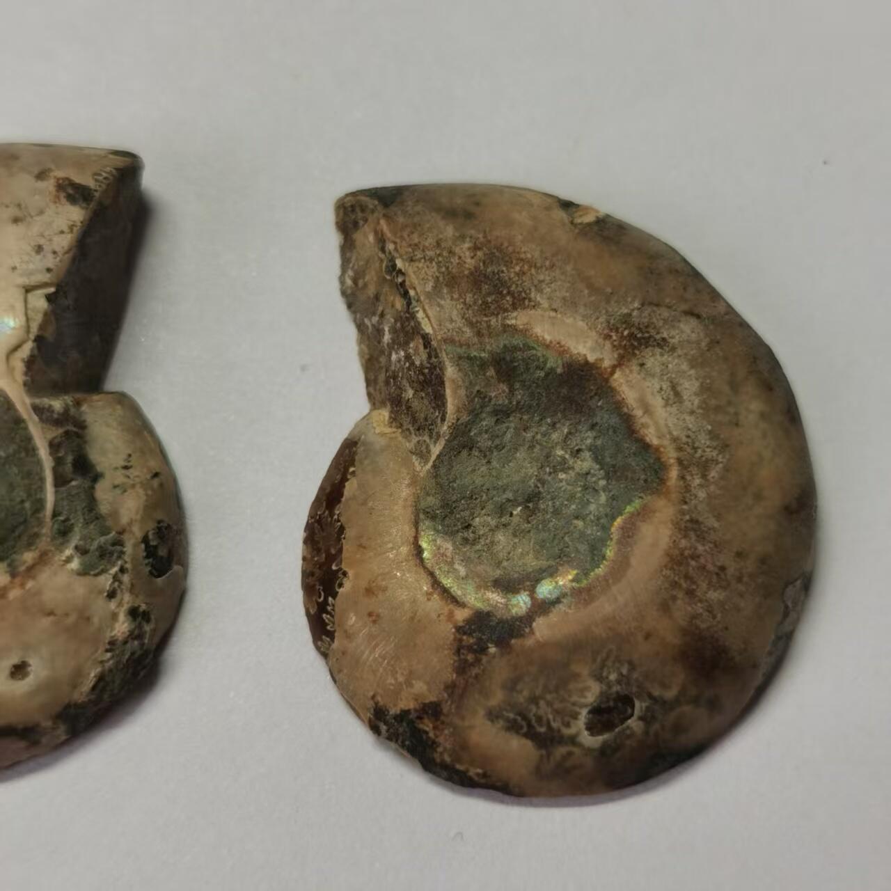 七河·水晶矿标化石杂件小拍（总第43期）（周四结标） 藏家出品X788（8）马达加斯加中生代菊石化石对开品 