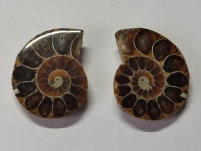 七河·水晶矿标化石杂件小拍（总第43期）（周四结标） - 藏家出品X788（8）马达加斯加中生代菊石化石对开品 