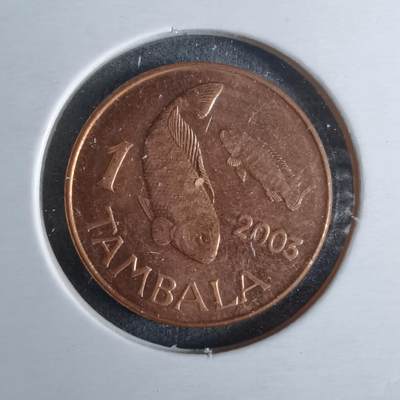 沼泽如烟--第1040场 - 马拉维2003年1坦巴拉