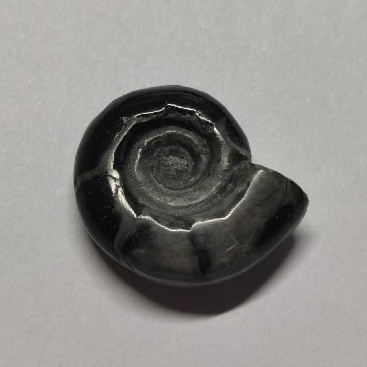 七河·水晶矿标化石杂件小拍（总第43期）（周四结标） 藏家出品X801（2）马达加斯加中生代菊石化石