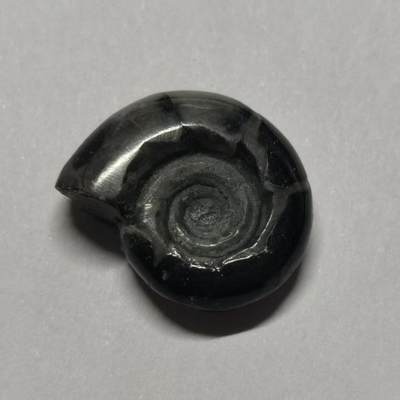 七河·水晶矿标化石杂件小拍（总第43期）（周四结标） - 藏家出品X801（2）马达加斯加中生代菊石化石