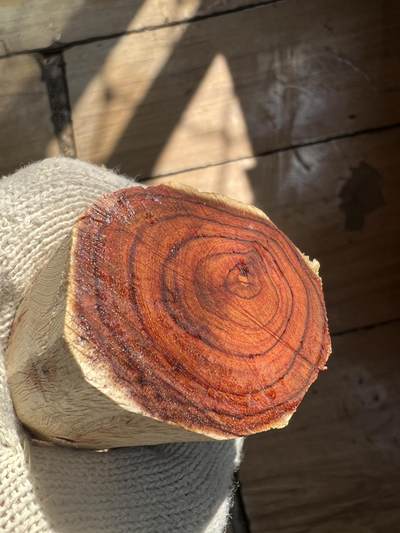 零元拍：  海南黄花梨。尺寸约148/46MM - 零元拍：  海南黄花梨。尺寸约148/46MM