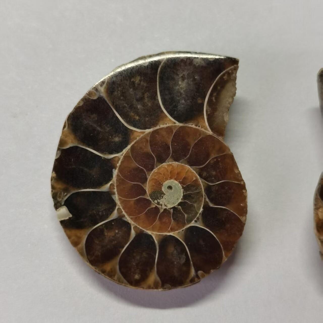 七河·水晶矿标化石杂件小拍（总第43期）（周四结标） 藏家出品X788（8）马达加斯加中生代菊石化石对开品 