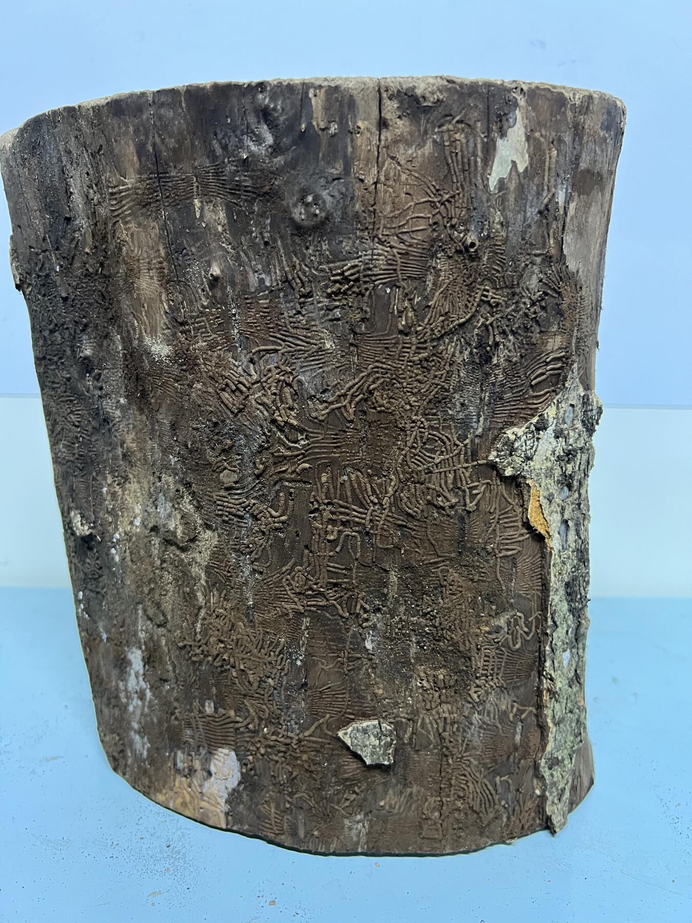 零元拍： 虫花金丝楠（无字天书） 原木 风水柱 横财（材）带皮， 这虫纹的金丝楠 大自然的鬼斧神工啊 画都画不出来，尺寸：47/10CM，抛光后金灿灿满香。