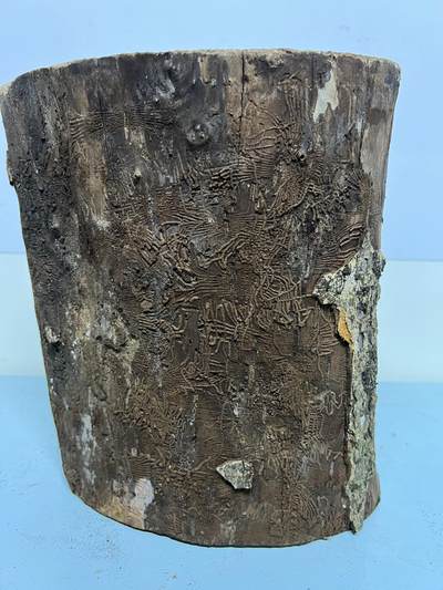 零元拍： 虫花金丝楠（无字天书） 原木 风水柱 横财（材）带皮， 这虫纹的金丝楠 大自然的鬼斧神工啊 画都画不出来，尺寸：47/10CM，抛光后金灿灿满香。 - 零元拍： 虫花金丝楠（无字天书） 原木 风水柱 横财（材）带皮， 这虫纹的金丝楠 大自然的鬼斧神工啊 画都画不出来，尺寸：47/10CM，抛光后金灿灿满香。