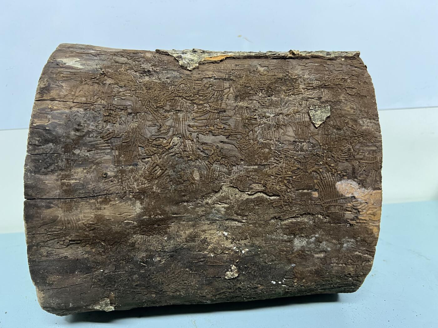 零元拍： 虫花金丝楠（无字天书） 原木 风水柱 横财（材）带皮， 这虫纹的金丝楠 大自然的鬼斧神工啊 画都画不出来，尺寸：47/10CM，抛光后金灿灿满香。