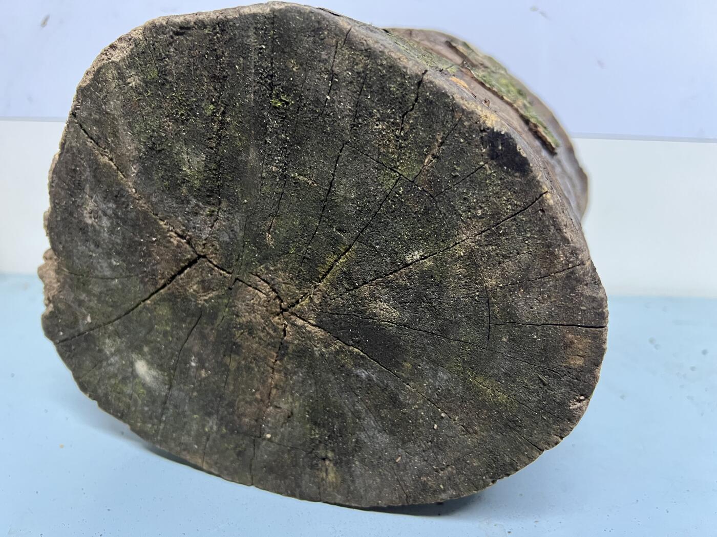 零元拍： 虫花金丝楠（无字天书） 原木 风水柱 横财（材）带皮， 这虫纹的金丝楠 大自然的鬼斧神工啊 画都画不出来，尺寸：47/10CM，抛光后金灿灿满香。