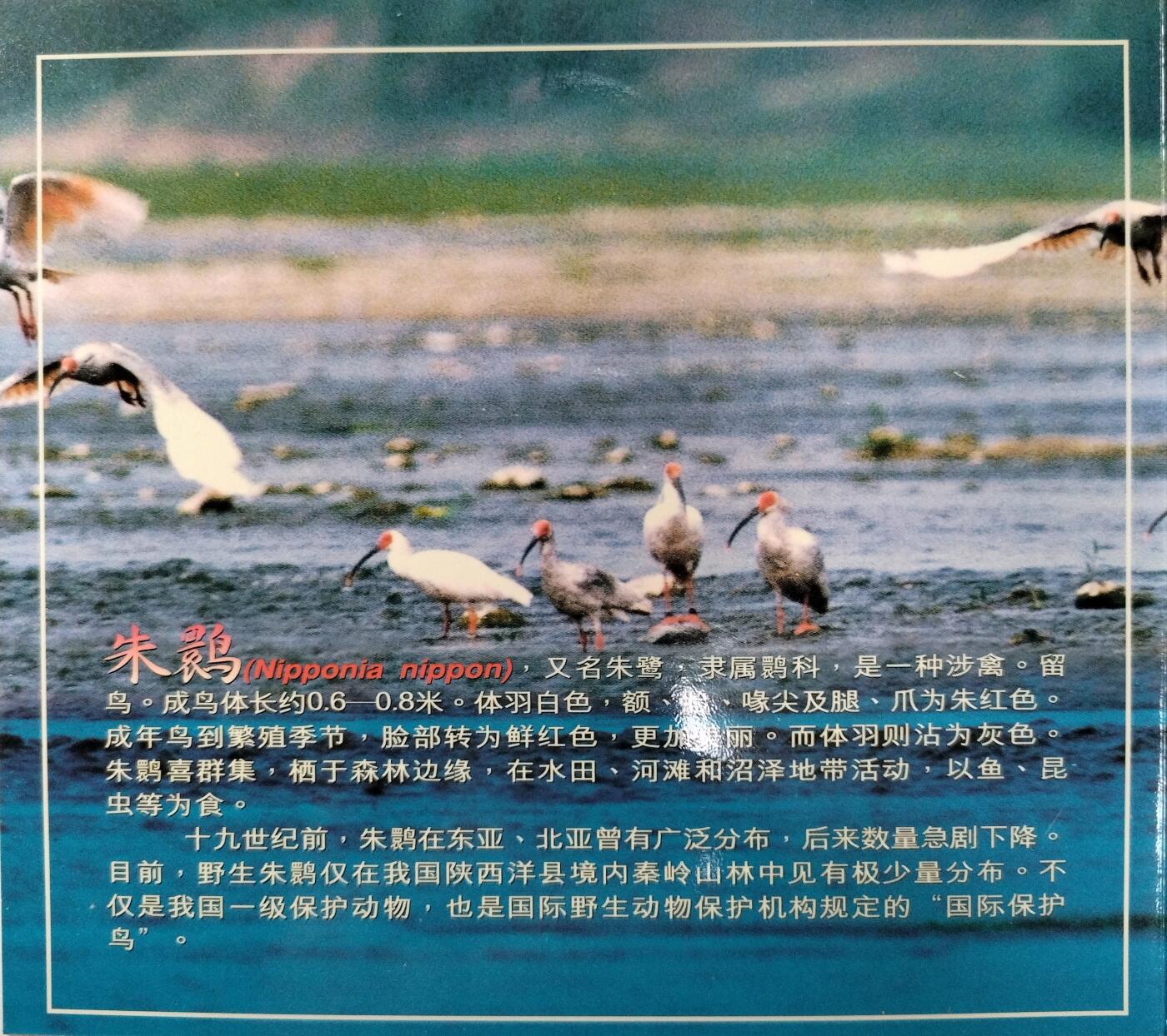 1997年朱鹮纪念币，紫铜合金材质，面值5元，沈阳造币厂，康银阁装帧。带原装卡册、保存不错，几乎全新，币面无明显氧化。适合收藏，按图发货！