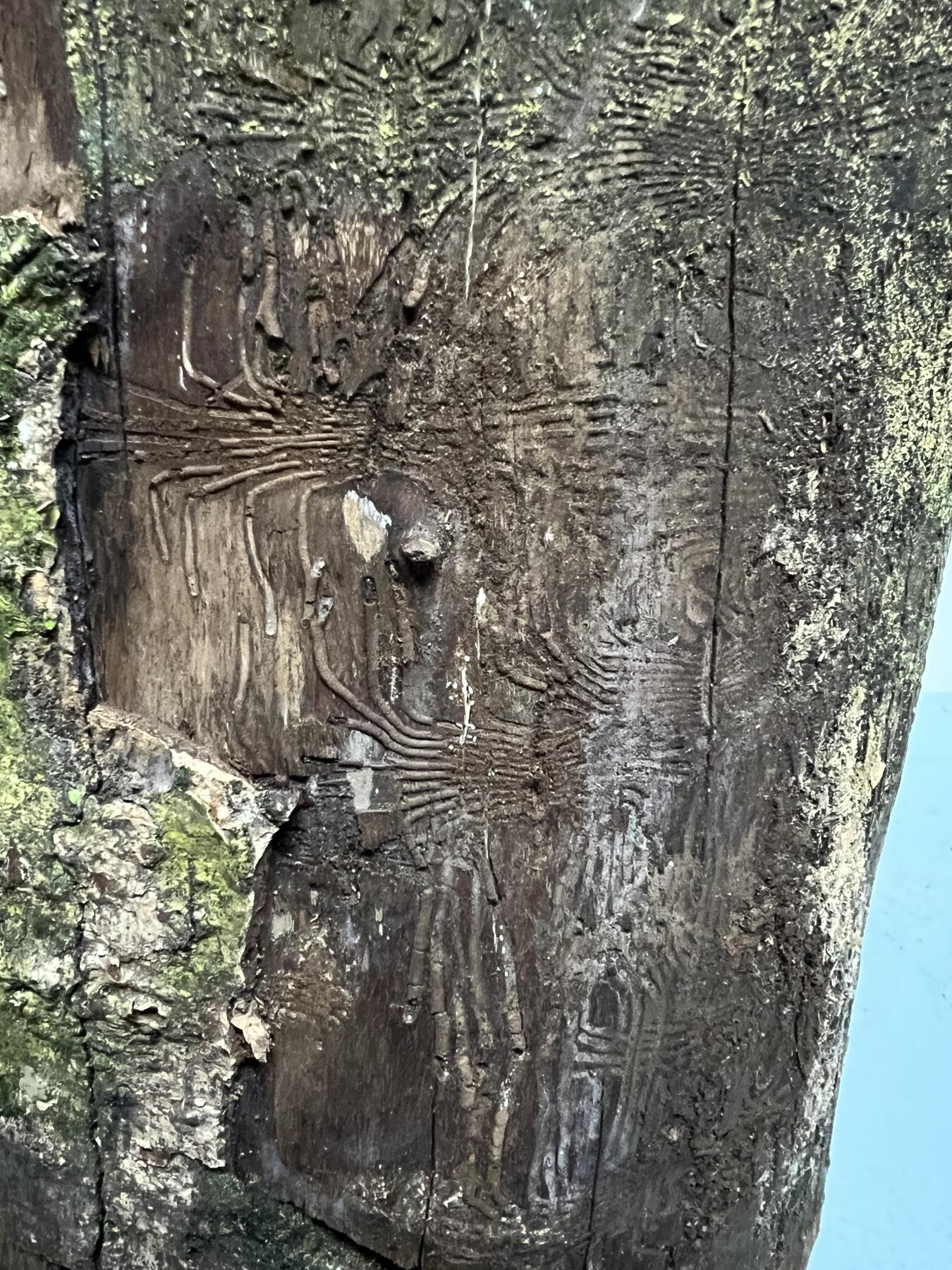 零元拍： 虫花金丝楠（无字天书） 原木 风水柱 横财（材）带皮， 这虫纹的金丝楠 大自然的鬼斧神工啊 画都画不出来，尺寸：47/10CM，抛光后金灿灿满香。