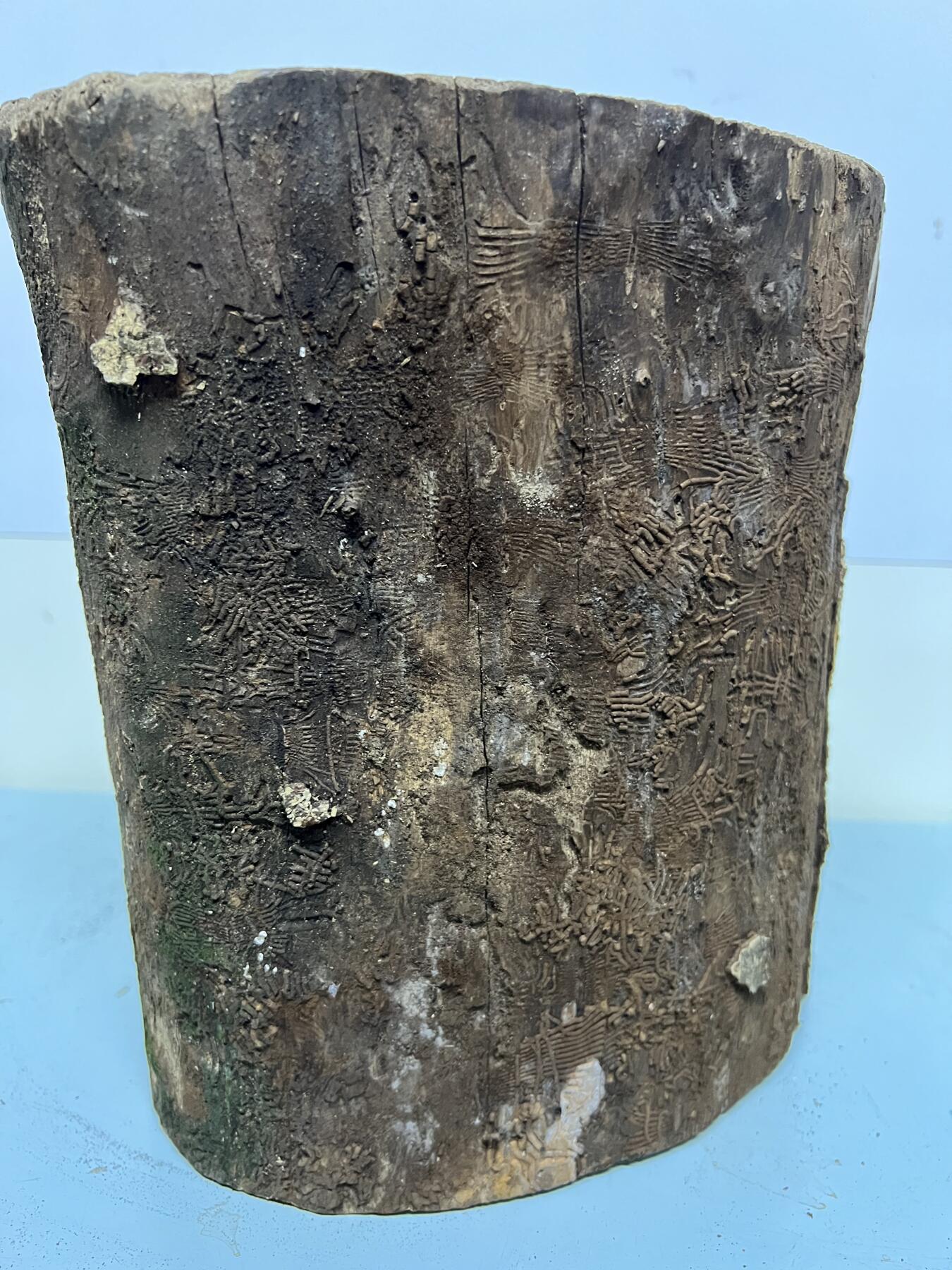 零元拍： 虫花金丝楠（无字天书） 原木 风水柱 横财（材）带皮， 这虫纹的金丝楠 大自然的鬼斧神工啊 画都画不出来，尺寸：47/10CM，抛光后金灿灿满香。