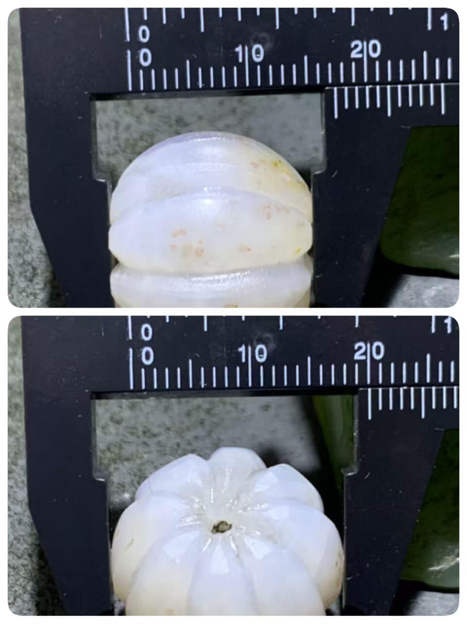 精美亚光冰飘战国红玛瑙手工雕刻2.0平头瓜珠一颗！，