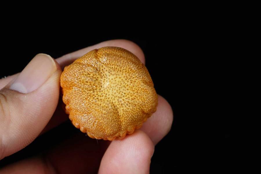 上海都达杂项专场七十二【全场包邮】 实心玉竹《金蟾》》小摆件68-83