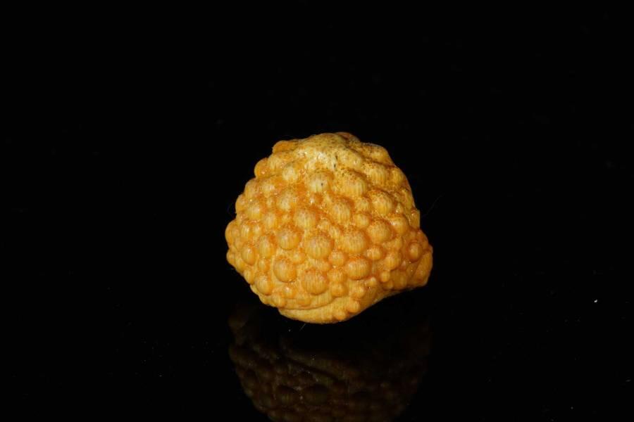 上海都达杂项专场七十二【全场包邮】 实心玉竹《金蟾》》小摆件68-83