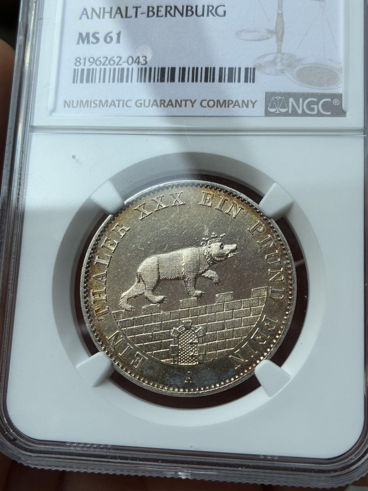 安哈特小熊爬墙泰勒