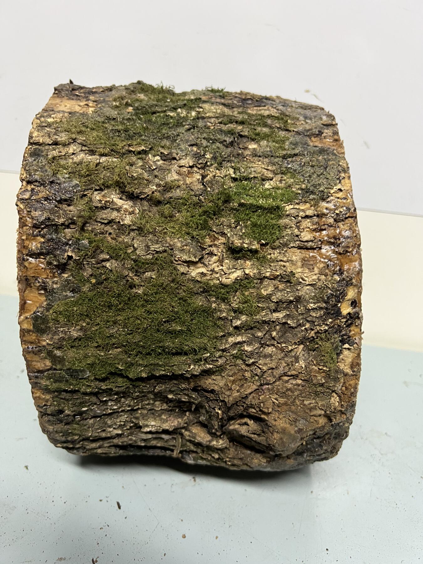 零元拍：金丝楠圆墩子摆件茶台，重量3.5公斤。140/210/200MM。