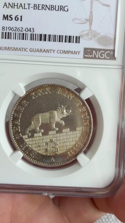 安哈特小熊爬墙泰勒