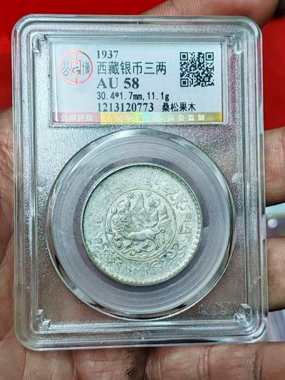 北京公博58桑松果木背腻 - 北京公博58桑松果木背腻