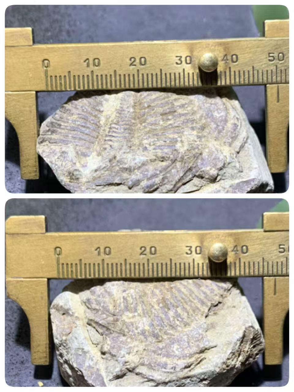 精美天然湘西三叶虫尾巴化石王冠虫张氏虫古生物化石标本原石一颗
