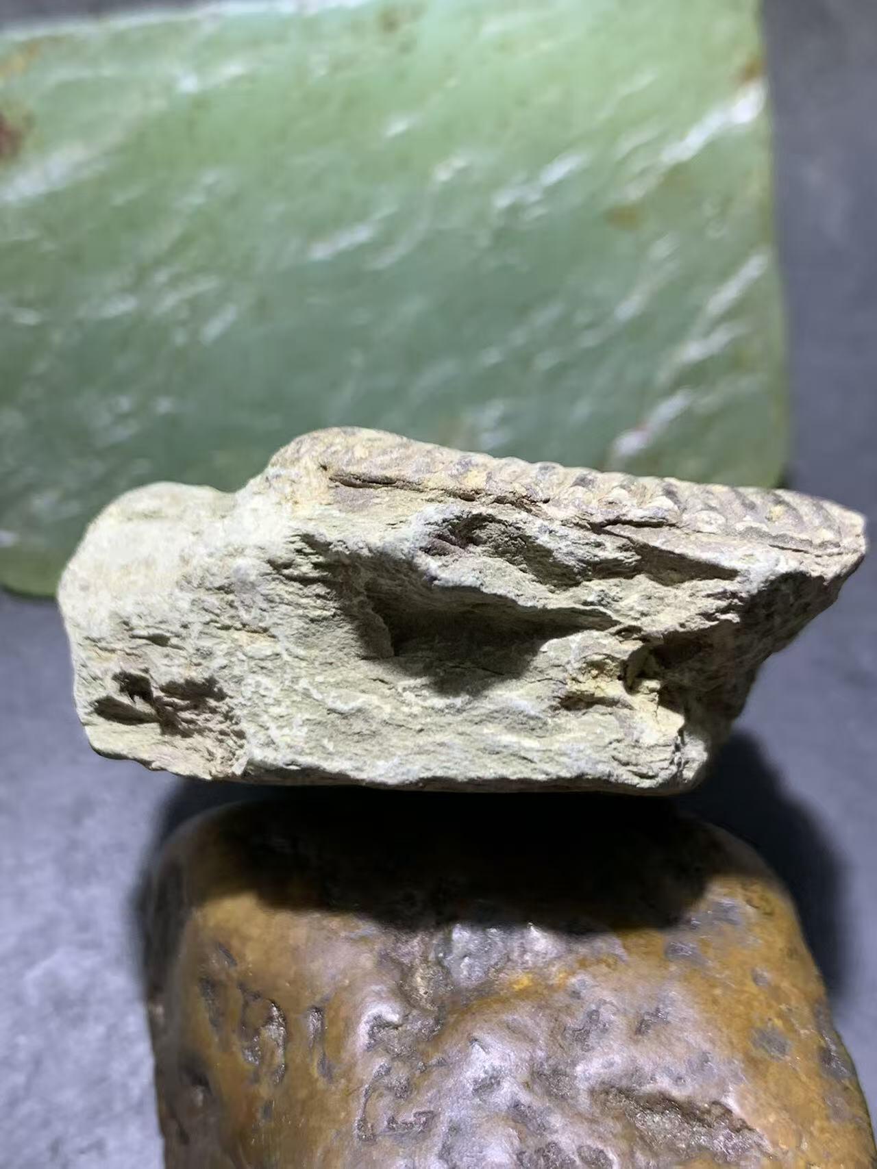 精美天然湘西三叶虫尾巴化石王冠虫张氏虫古生物化石标本原石一颗