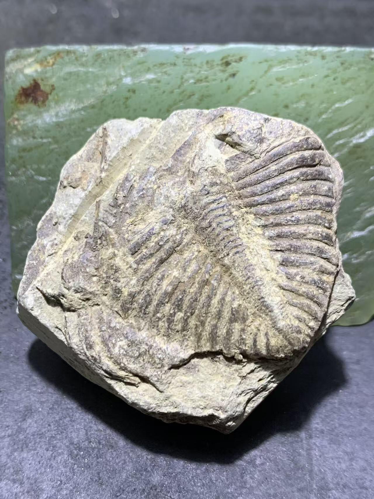 精美天然湘西三叶虫尾巴化石王冠虫张氏虫古生物化石标本原石一颗