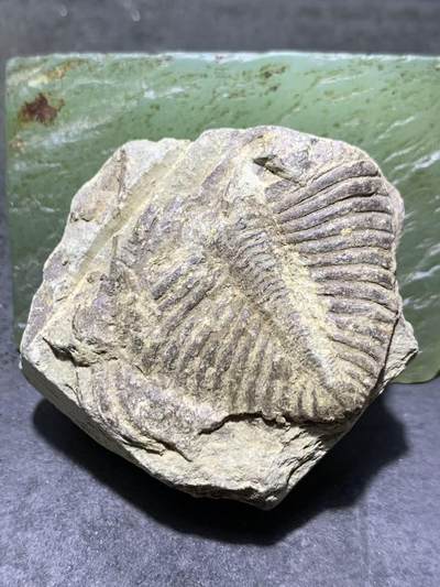 精美天然湘西三叶虫尾巴化石王冠虫张氏虫古生物化石标本原石一颗 - 精美天然湘西三叶虫尾巴化石王冠虫张氏虫古生物化石标本原石一颗