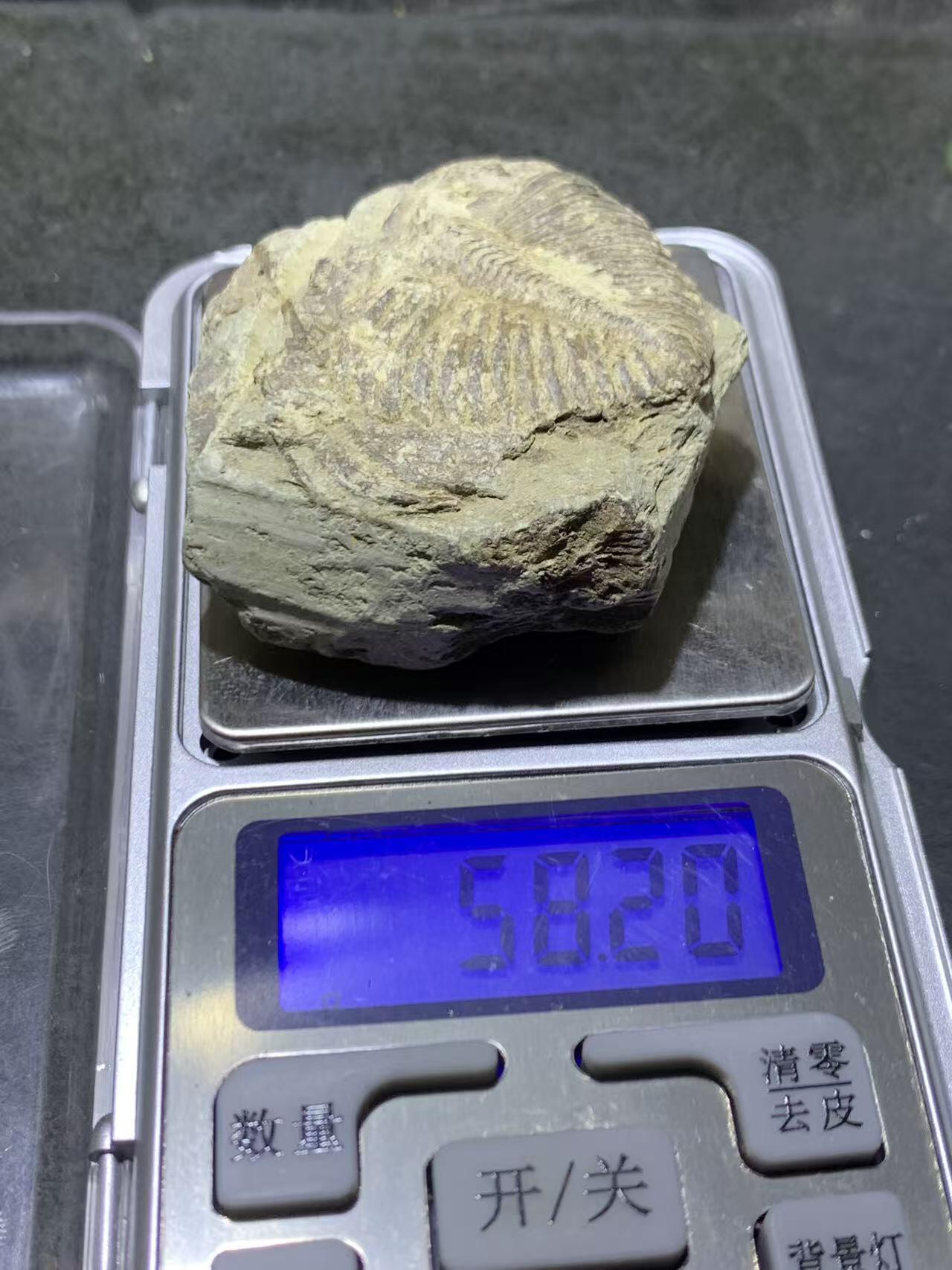 精美天然湘西三叶虫尾巴化石王冠虫张氏虫古生物化石标本原石一颗